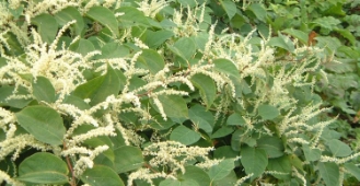 Knotweed epidemic wipes over £34bn off of UK property values Knotweed epidemic wipes over £34bn off of UK property values